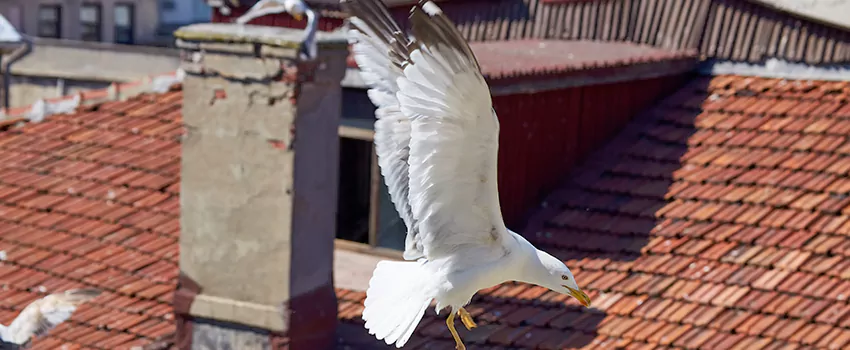 Residential Chimney Animal Removal Solution in Punta Gorda, FL