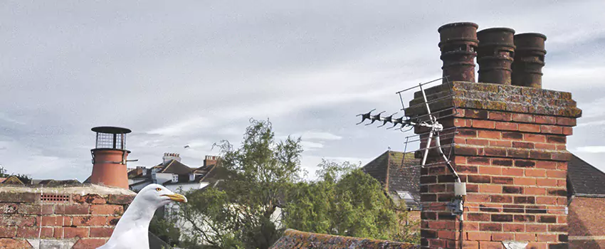 Chimney Cleaning And Restoration in Punta Gorda, Florida